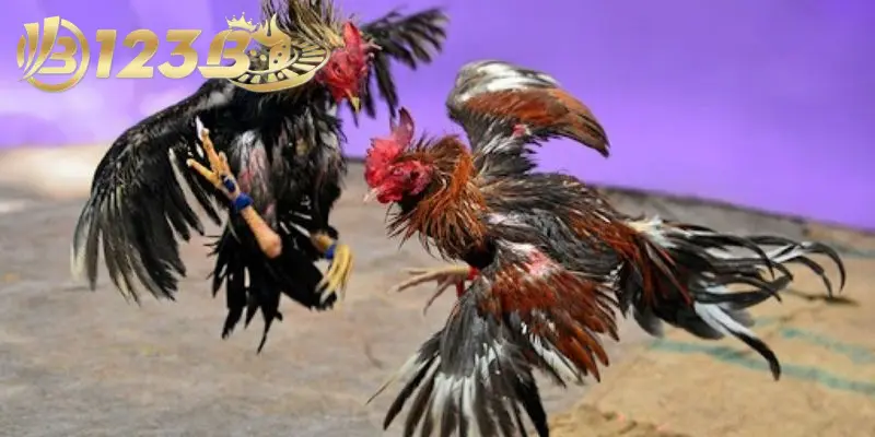 3 lý do nên tham gia đá kê Thomo được yêu thích