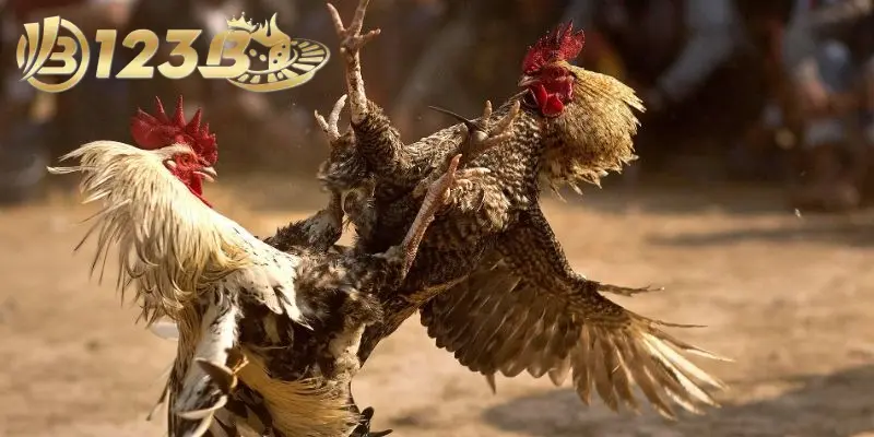 Những lưu ý cần nhớ khi tham gia đá gà ai cũng nên biết
