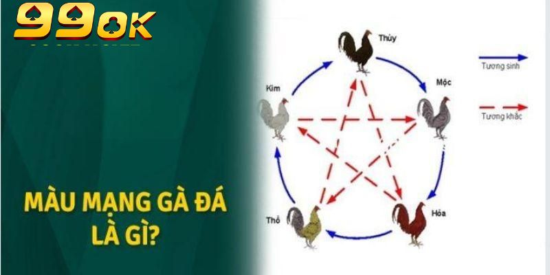 Gà đen thuộc nhóm màu mạng khá hiếm