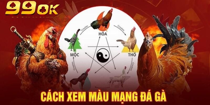 Chiến kê mang mệnh Kim thường sở hữu bộ lông vàng
